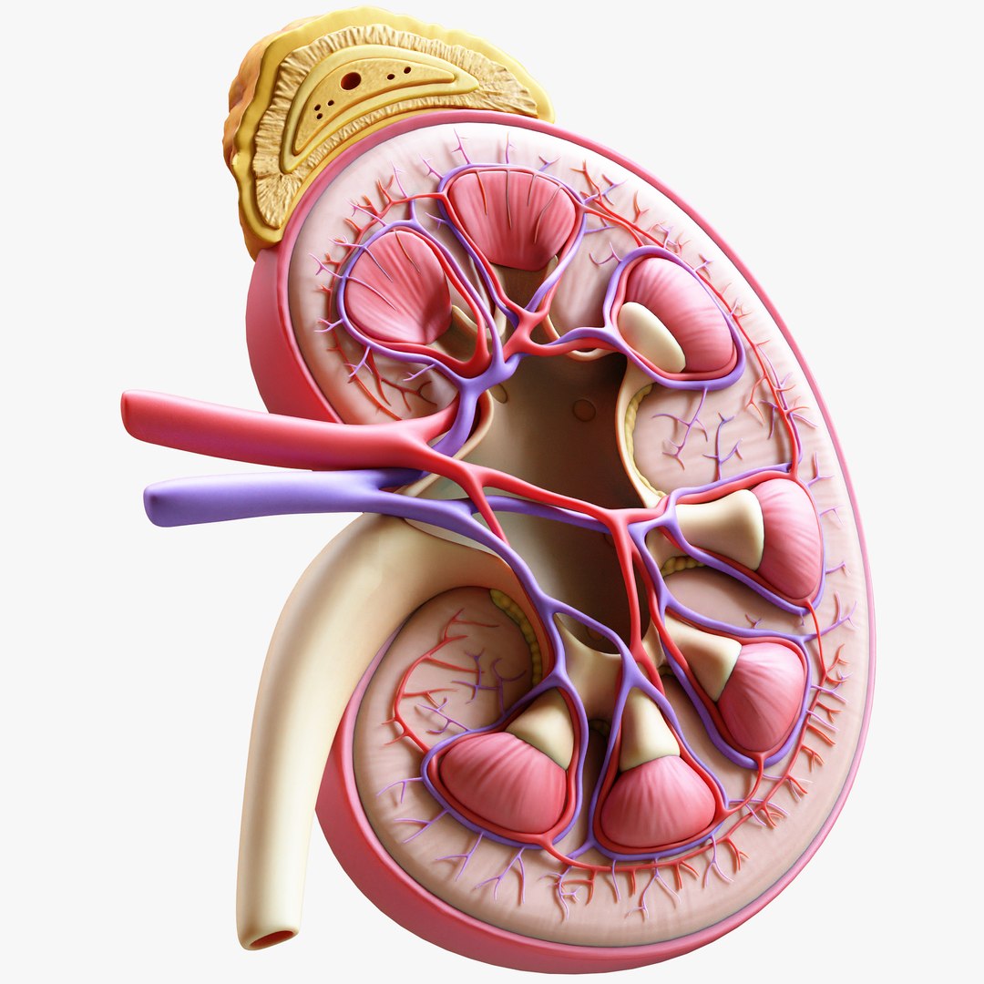 3D Human Kidney Anatomy Cross Section https://p.turbosquid.com/ts-thumb/Gv/ELjPFg/sO/6/jpg/1682499921/1920x1080/fit_q87/5a4cdc1ac30521d4a8381d3d2a1b124b84be5b0b/6.jpg