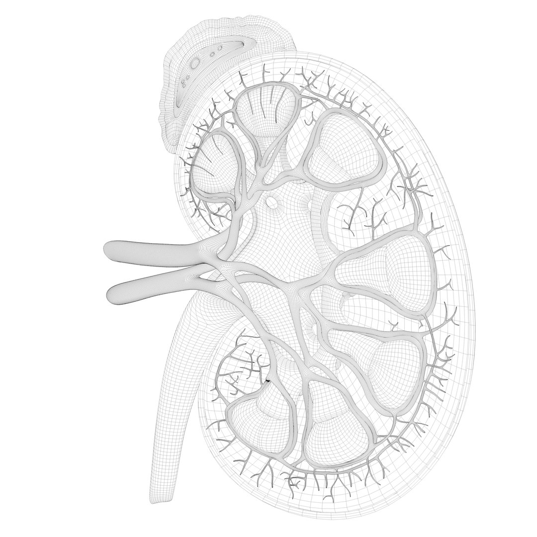3D Human Kidney Anatomy Cross Section https://p.turbosquid.com/ts-thumb/Gv/ELjPFg/uM/wire2/jpg/1682499924/1920x1080/fit_q87/818a23077c67fcc7b1ebf11308f22889430560bc/wire2.jpg