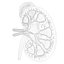 Human Kidney Anatomy Cross Section