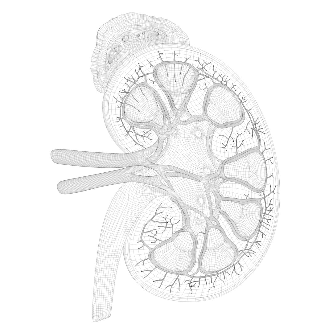 3D Human Kidney Anatomy Cross Section https://p.turbosquid.com/ts-thumb/Gv/ELjPFg/vl/wire1/jpg/1682499923/1920x1080/fit_q87/0e882344476cd1ee1d0a49666d3b0697fb5b24f6/wire1.jpg