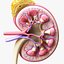 Human Kidney Anatomy Cross Section