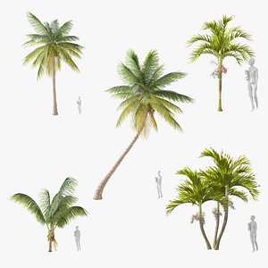 Palm Trees 3D model