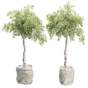 Indoor Plants 541 3D Plant Model model