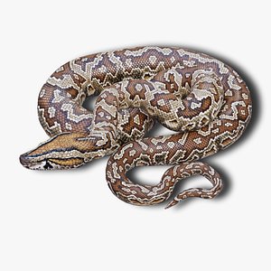Southern African Rock Python - Animated 3D model