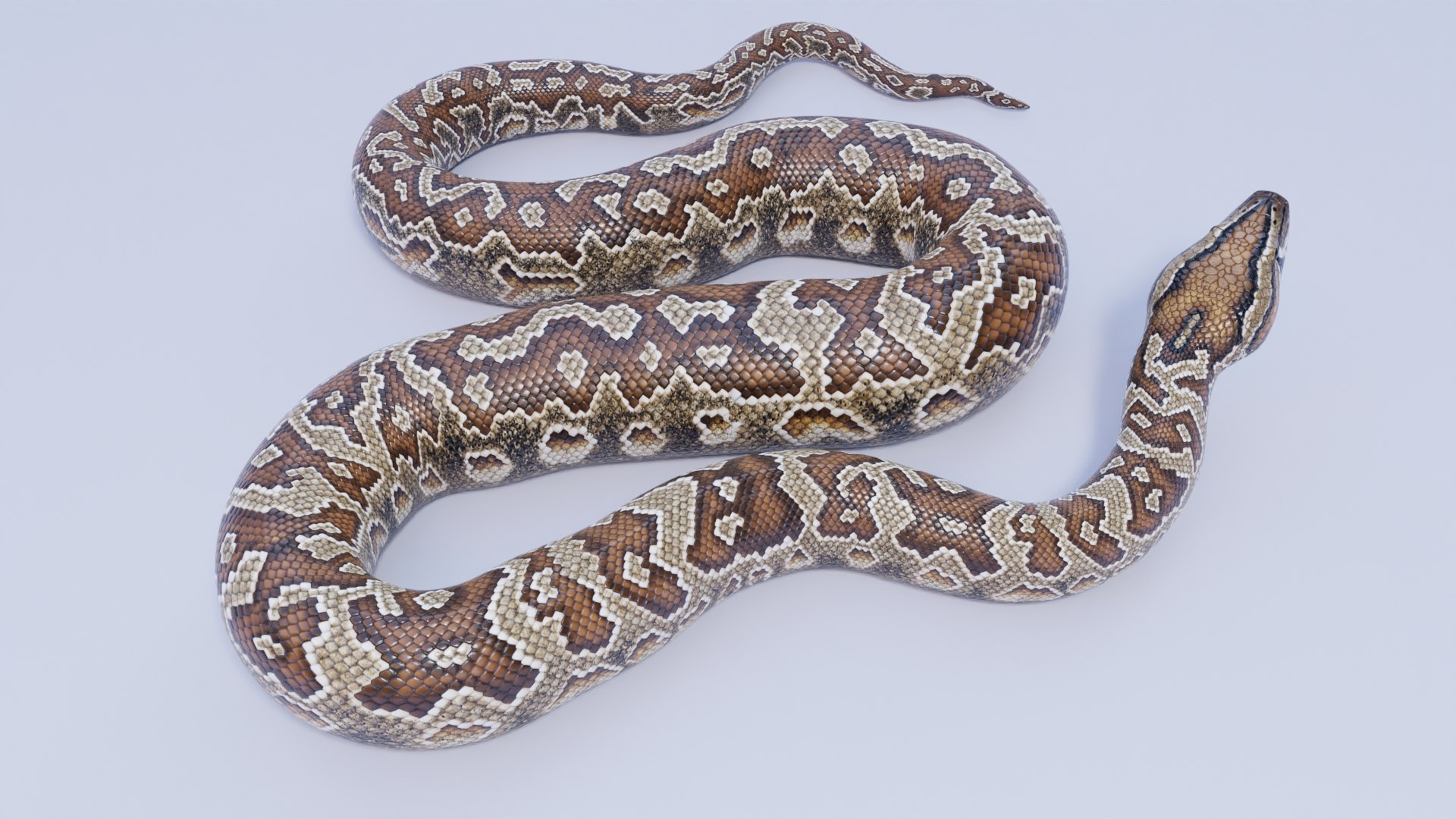 Southern African Rock Python - Animated 3D Model - TurboSquid 1833829