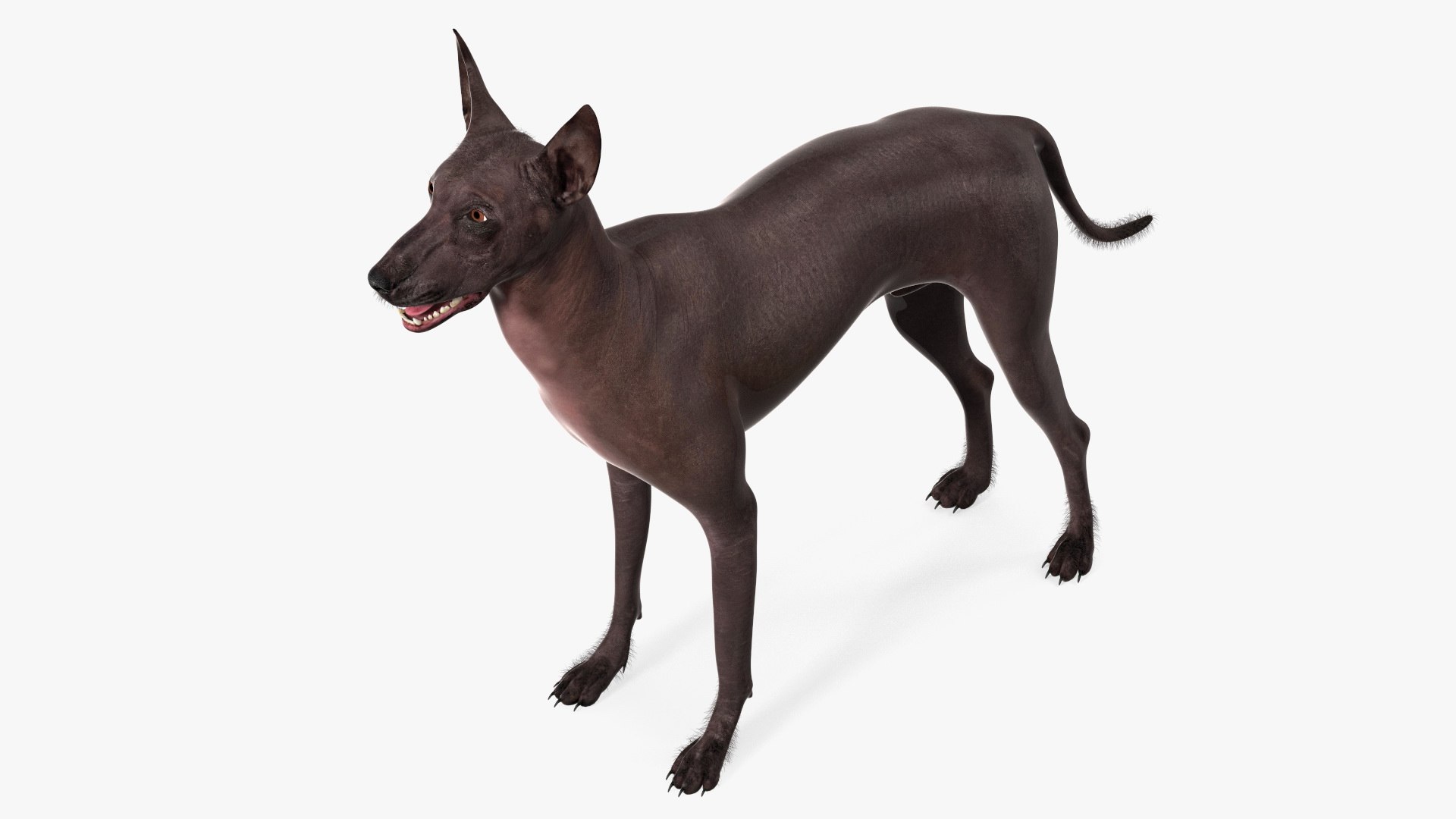 Xoloitzquintle Hairless Dog Black Fur Rigged 3D model preview