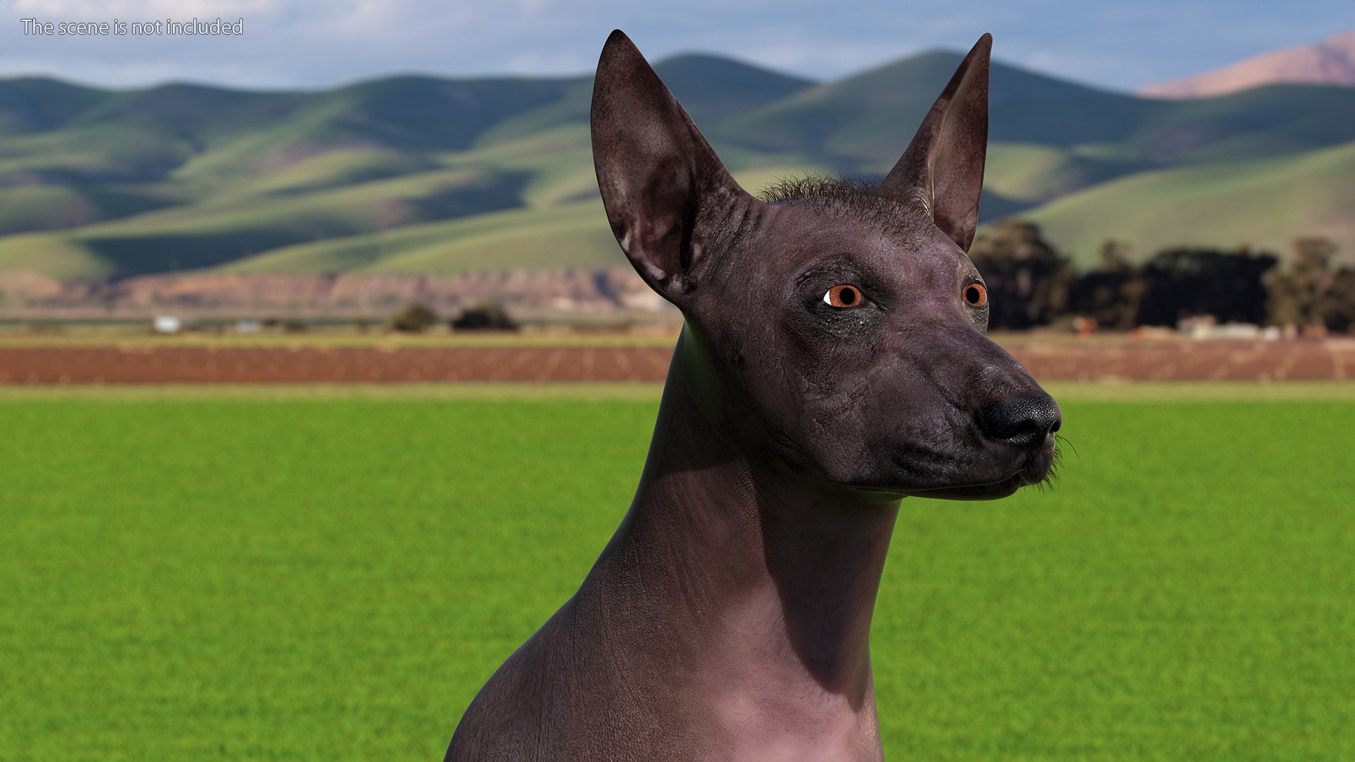 3D Xoloitzquintle Hairless Dog Black Fur Rigged TurboSquid 2086687