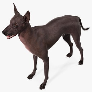 Xoloitzquintle Hairless Dog Black Fur Rigged