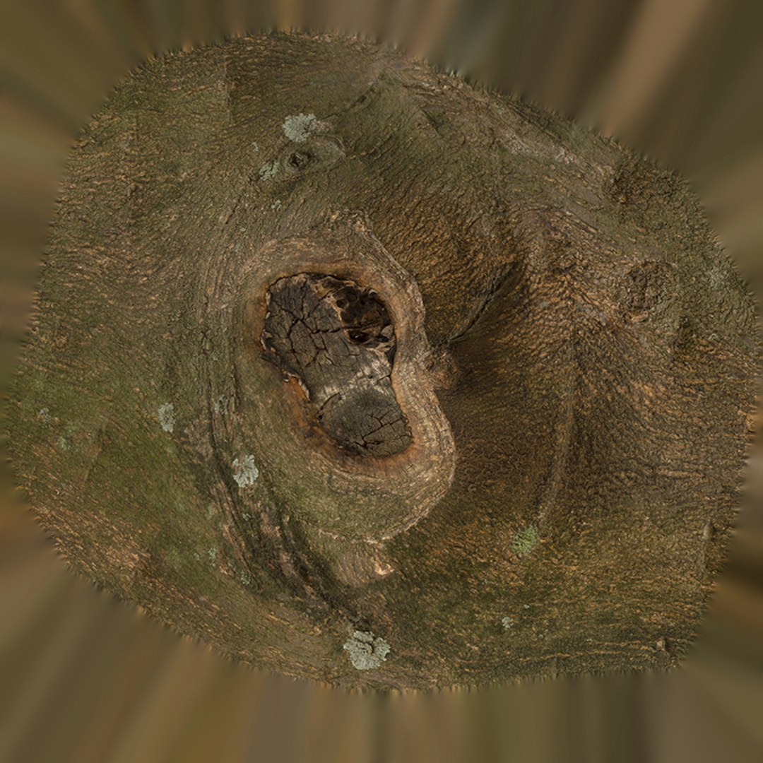 3D model Anydrafts Citrus maxima Burl 01 https://p.turbosquid.com/ts-thumb/Gv/eYA8T9/cl/800x800/jpg/1733732925/1920x1080/fit_q87/6b6303cac0ec495369f64c7106d4ac847d986f1b/800x800.jpg