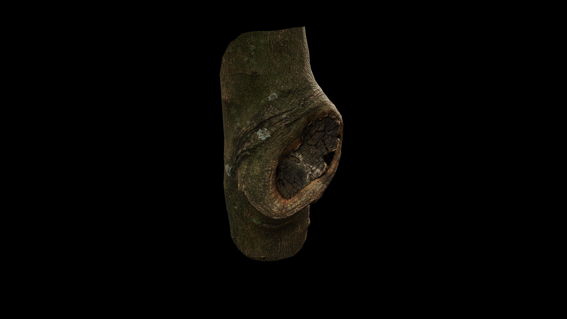 3D model Anydrafts Citrus maxima Burl 01 https://p.turbosquid.com/ts-thumb/Gv/eYA8T9/on/preview_7/png/1733732927/1920x1080/fit_q87/c7490bad89522fda911fbca8afdb8c29b16ea573/preview_7.jpg