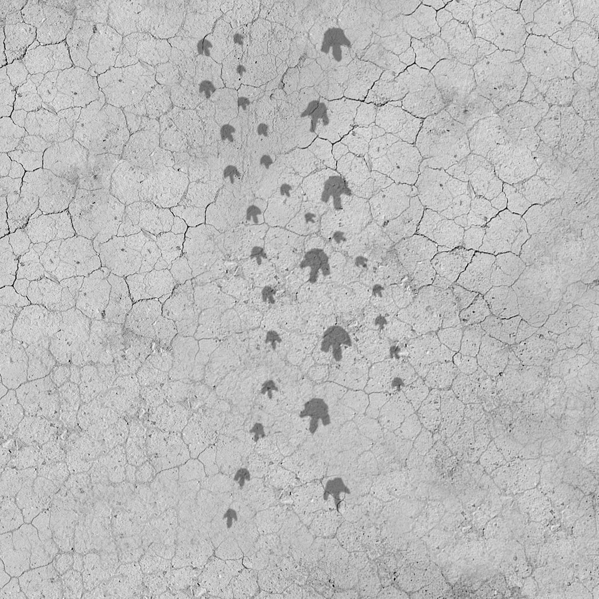 3d fossilized footprints