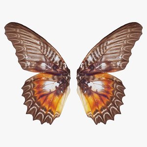 3D Cethosia Biblis Common Biblis Rose Remastered model