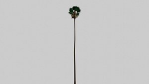 Simple Fan Palm 3D model