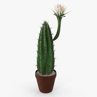 Cereus Blooming Cactus