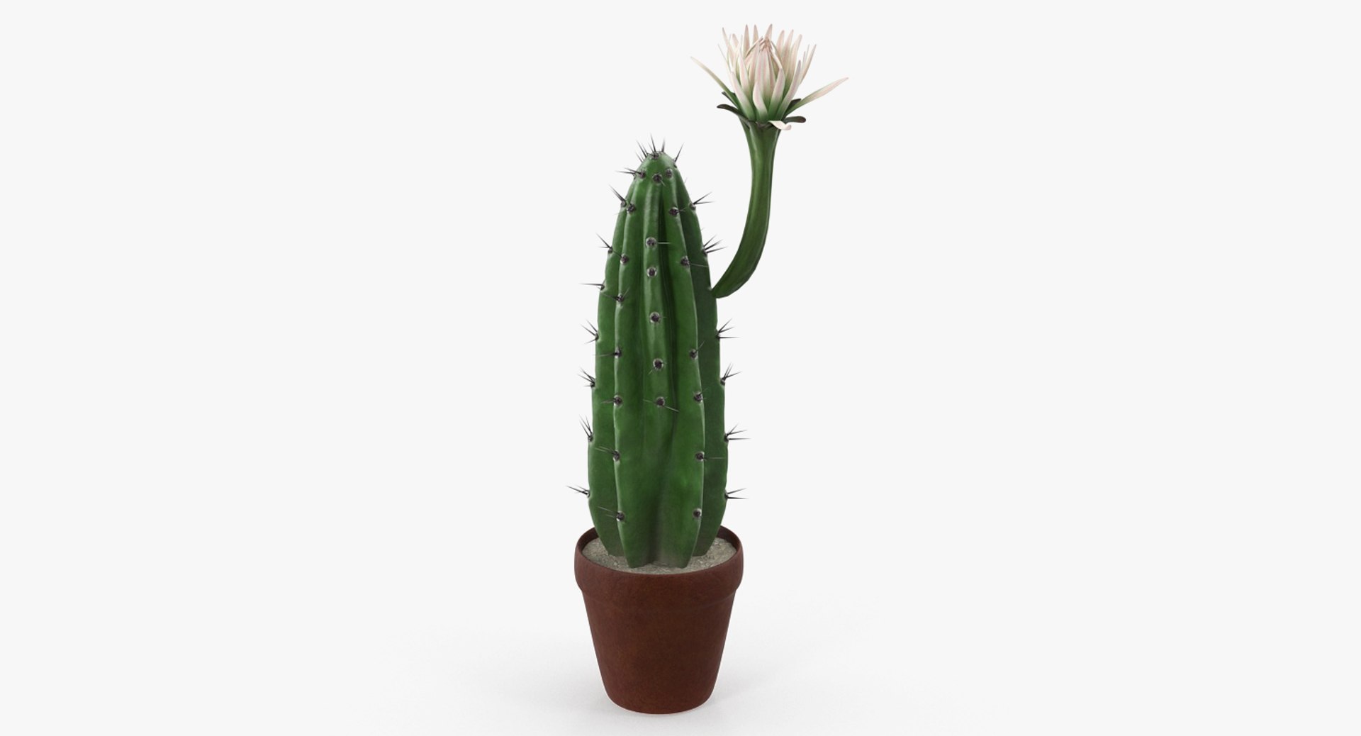 Cereus Blooming Cactus 3D model preview