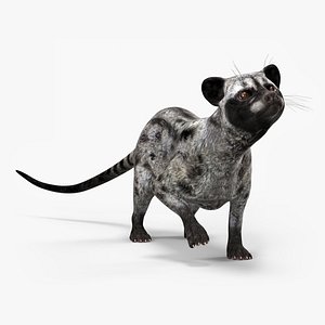 3D Asian Palm Civet for Kopi Luwak Gray Coat Rigged
