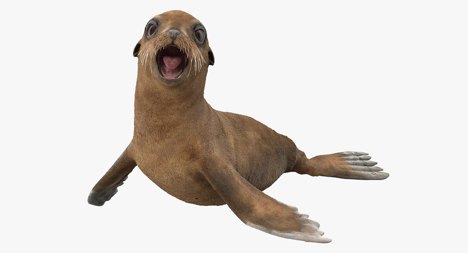Baby Sea Lion Rigged 3D model preview