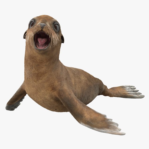3D baby sea lion rigged - TurboSquid 1428907