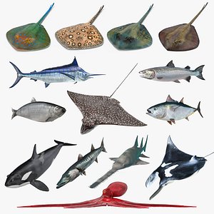 3D fishes 5 model