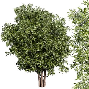 3D model Collection plant vol 527 - Urban environment - tree - bay -  laurel