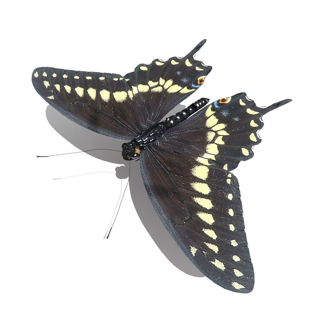 3d black swallowtail butterfly https://p.turbosquid.com/ts-thumb/Gw/N6I3KS/0M4WUWX6/black_swallowtail_butterfly_render_05/jpg/1326270705/1920x1080/fit_q87/294221b1e0220a9ba01daccbf4f8ff6125ccdada/black_swallowtail_butterfly_render_05.jpg