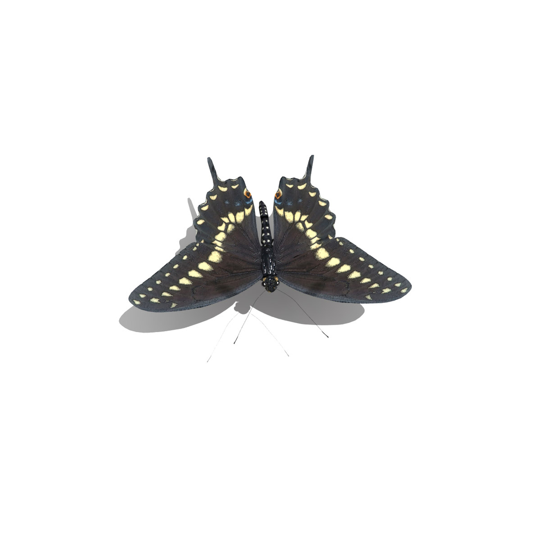 3d black swallowtail butterfly https://p.turbosquid.com/ts-thumb/Gw/N6I3KS/ChLr1pXC/black_swallowtail_butterfly_turnaround/jpg/1326271075/1920x1080/turn_fit_q99/3f8e374dbf838beeaffdffa986d6a1cb3161d5cc/black_swallowtail_butterfly_turnaround-1.jpg