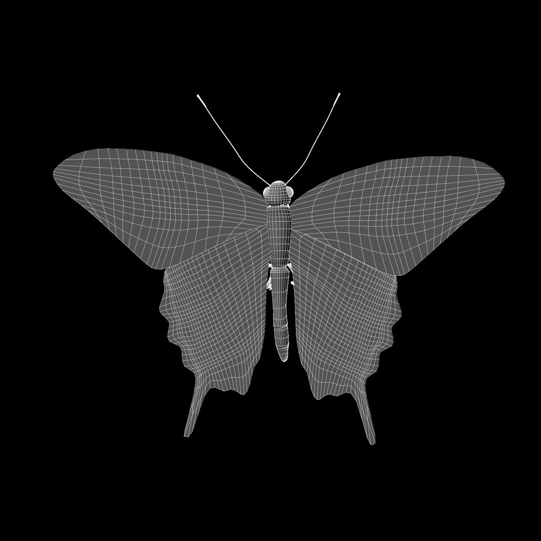 3d black swallowtail butterfly https://p.turbosquid.com/ts-thumb/Gw/N6I3KS/IG16Hkuk/black_swallowtail_butterfly_wireframe_render_06/jpg/1326270705/1920x1080/fit_q87/de30d029454d32ccdea678236eb08a1fd678277a/black_swallowtail_butterfly_wireframe_render_06.jpg