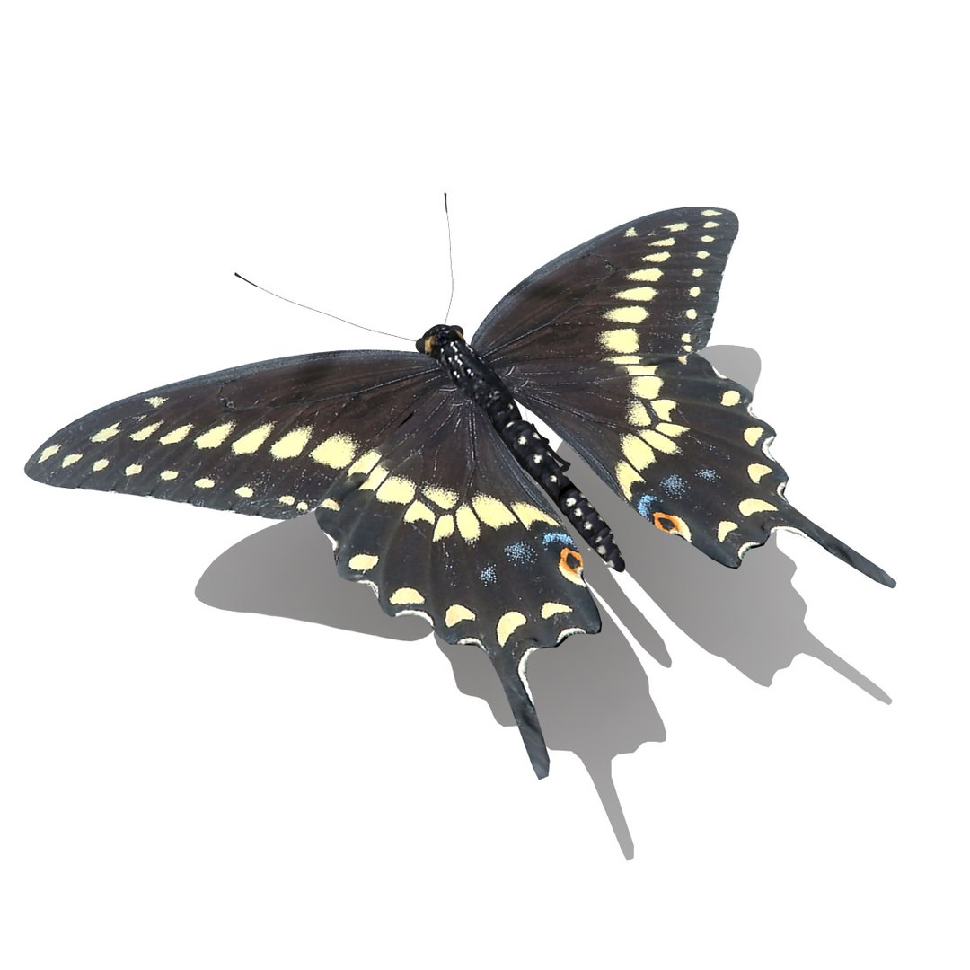 3d black swallowtail butterfly https://p.turbosquid.com/ts-thumb/Gw/N6I3KS/MoDtWCAp/black_swallowtail_butterfly_render_03/jpg/1326270705/1920x1080/fit_q87/8cc77990fd30dd7b0133f2aa43d7c74dc26c8b88/black_swallowtail_butterfly_render_03.jpg