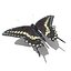 Swallowtail Butterfly