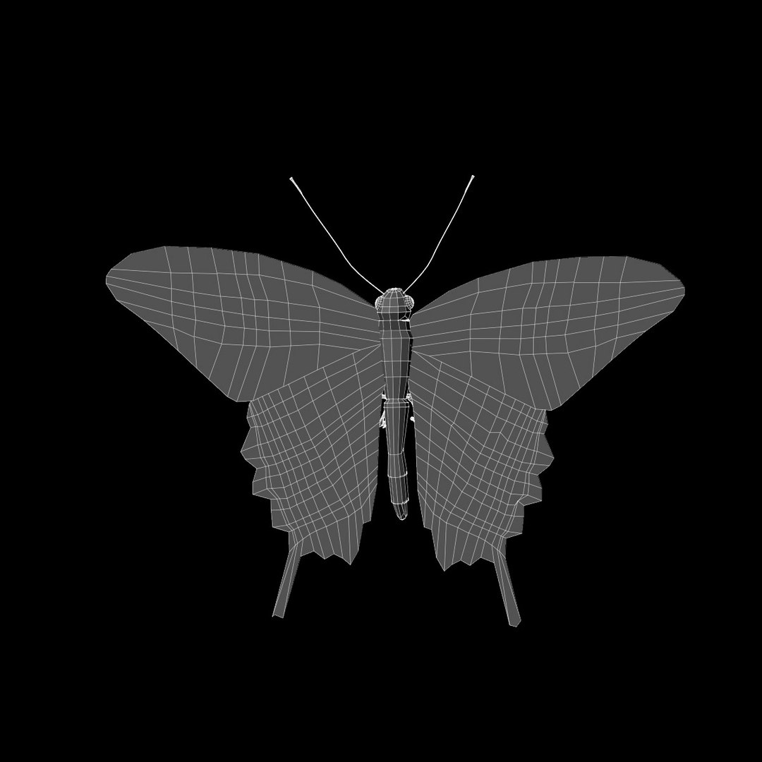 3d black swallowtail butterfly https://p.turbosquid.com/ts-thumb/Gw/N6I3KS/OmB7DXA7/black_swallowtail_butterfly_wireframe_render_07/jpg/1326270705/1920x1080/fit_q87/d14f7351ee9ec29ca902698a9b8d56be21d3a3ea/black_swallowtail_butterfly_wireframe_render_07.jpg