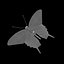 Swallowtail Butterfly