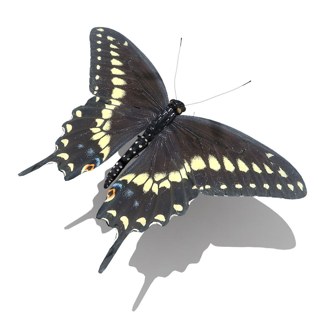 3d black swallowtail butterfly https://p.turbosquid.com/ts-thumb/Gw/N6I3KS/kURA6ptL/black_swallowtail_butterfly_render_02/jpg/1326270705/1920x1080/fit_q87/bcf809296b045abdd37c3d6e943d2666697c712f/black_swallowtail_butterfly_render_02.jpg