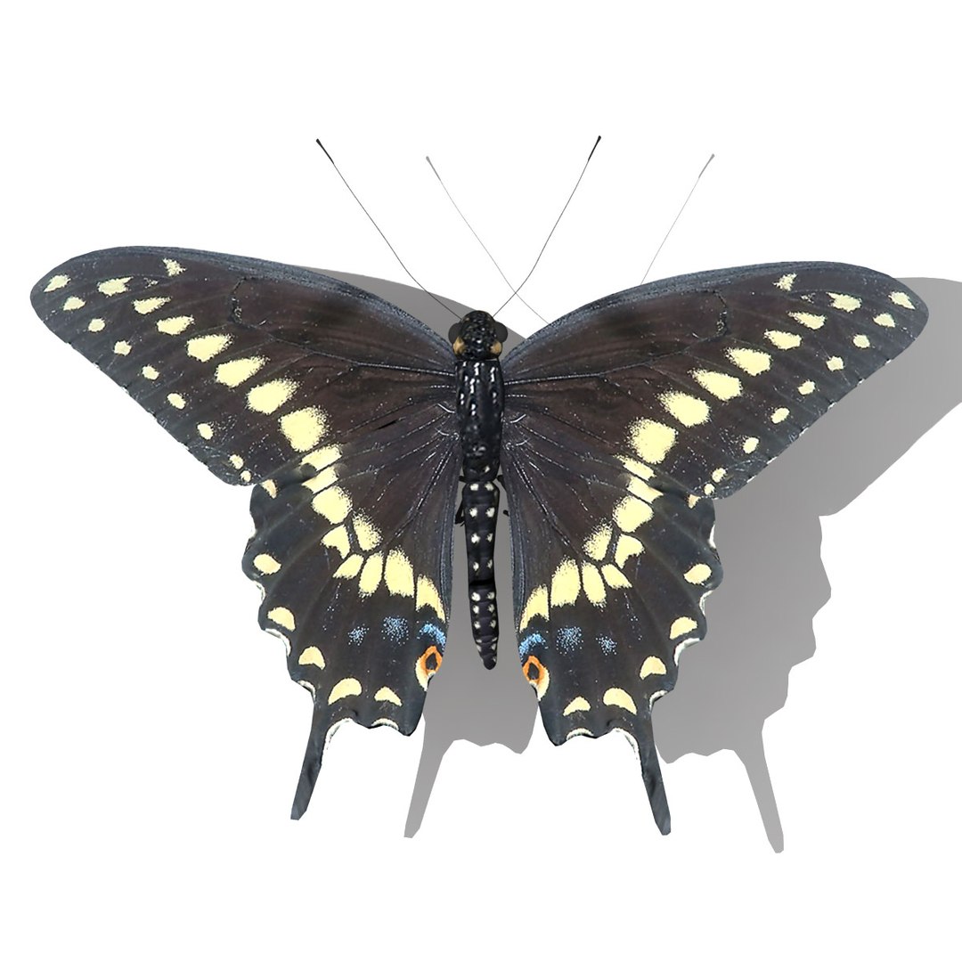 3d black swallowtail butterfly https://p.turbosquid.com/ts-thumb/Gw/N6I3KS/sjZGwu4I/black_swallowtail_butterfly_render_01/jpg/1326270705/1920x1080/fit_q87/e6908dc815253ef33c55bb54e263f40a5d788372/black_swallowtail_butterfly_render_01.jpg