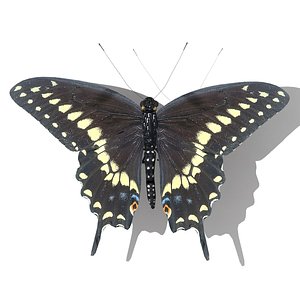 3d black swallowtail butterfly