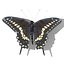 Swallowtail Butterfly