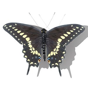 Swallowtail Butterfly