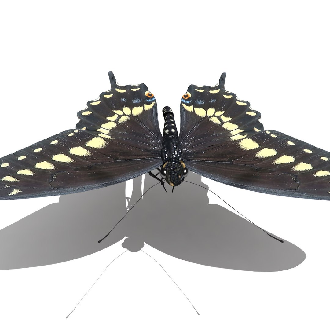 3d black swallowtail butterfly https://p.turbosquid.com/ts-thumb/Gw/N6I3KS/w8mjjDTx/black_swallowtail_butterfly_render_04/jpg/1326270705/1920x1080/fit_q87/bda54246a119edf11a124017c9242783e4878e90/black_swallowtail_butterfly_render_04.jpg
