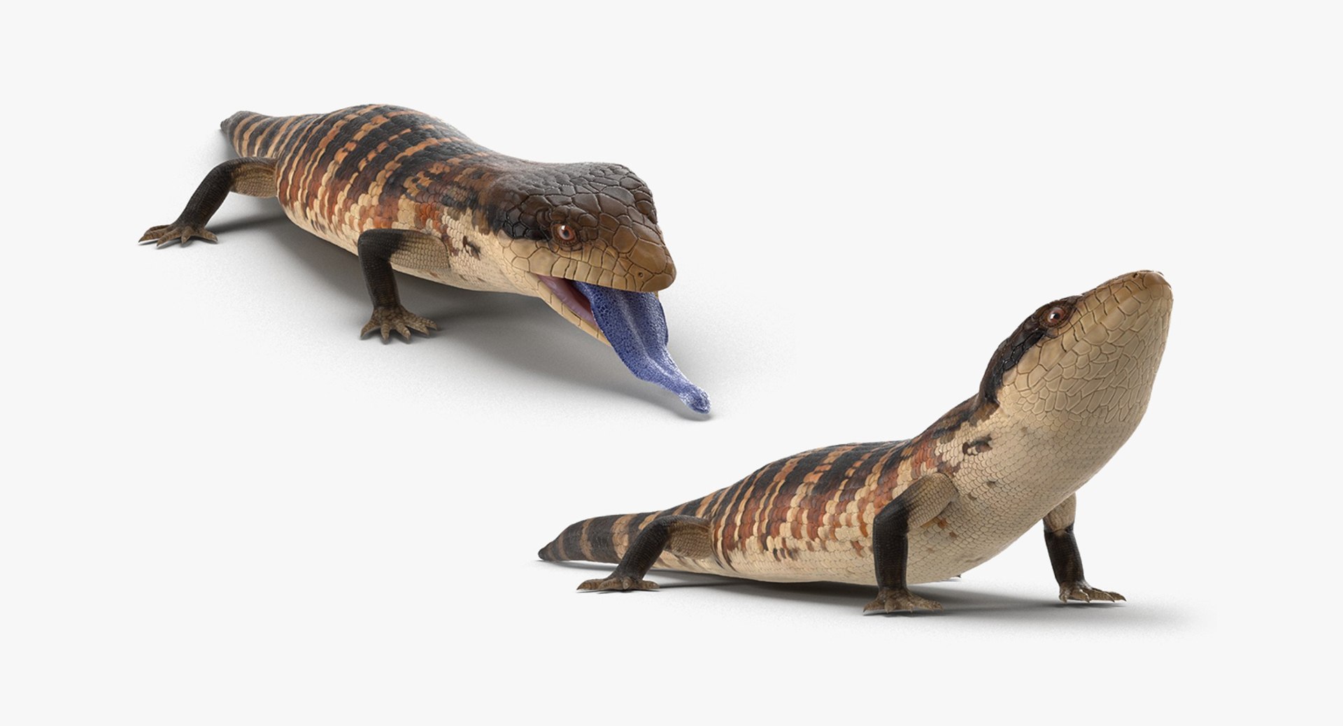 3D Rigged Lizards Collection 3 - TurboSquid 1984564