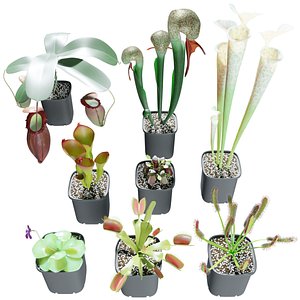carnivorous plants 3D model
