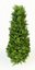 thuja occidentalis columna