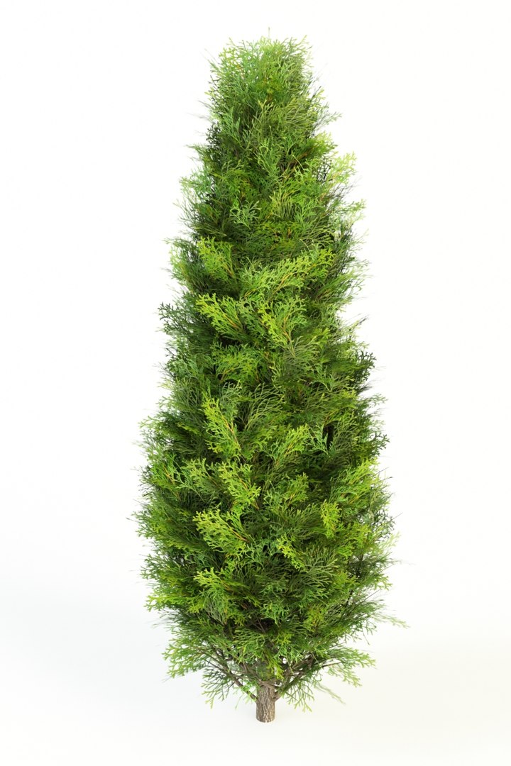 thuja occidentalis max https://p.turbosquid.com/ts-thumb/Gw/qMxLJm/7fgIhN25/thuja_occidentalis_4/jpg/1373980587/1920x1080/fit_q87/43b2da4ad24c95fbbaa53dbd4e2a9c1537394fec/thuja_occidentalis_4.jpg