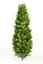 thuja occidentalis columna