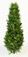 thuja occidentalis columna