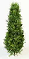 thuja occidentalis columna