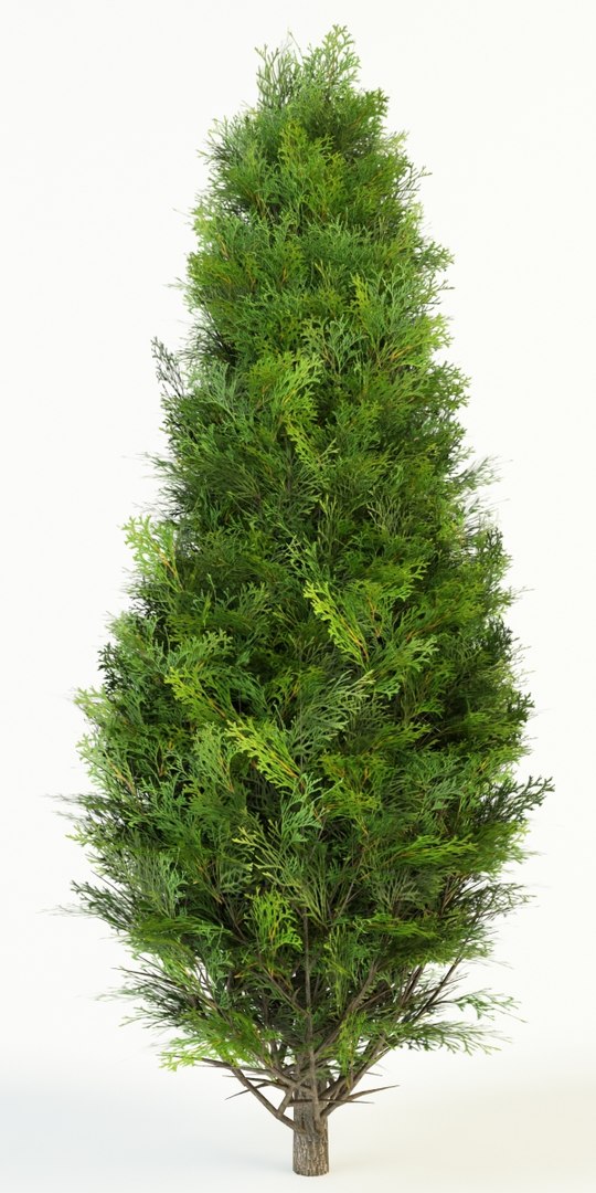 thuja occidentalis max https://p.turbosquid.com/ts-thumb/Gw/qMxLJm/qQAdCMXF/thuja_occidentalis_2/jpg/1373980458/1920x1080/fit_q87/57e0591a06c3ba94b195d3fe2745c98e117e246d/thuja_occidentalis_2.jpg
