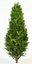 thuja occidentalis columna