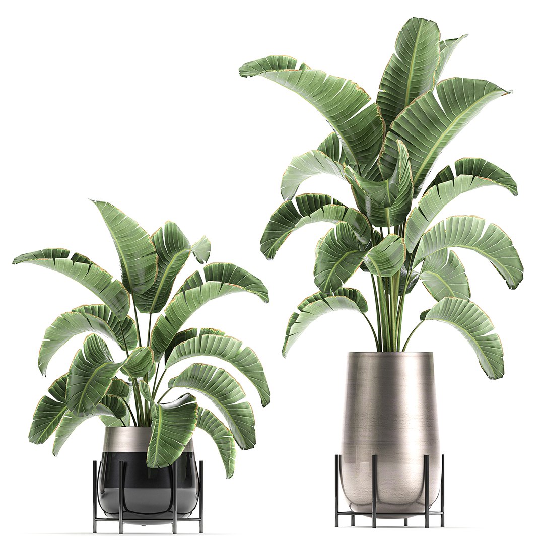 banana palm interior 3D model https://p.turbosquid.com/ts-thumb/Gw/uPkUPH/6HD7ejnI/plants2611202004/jpg/1606480399/1920x1080/fit_q87/4f63d435aec7bf7cd8267deb505f0df9099dca53/plants2611202004.jpg