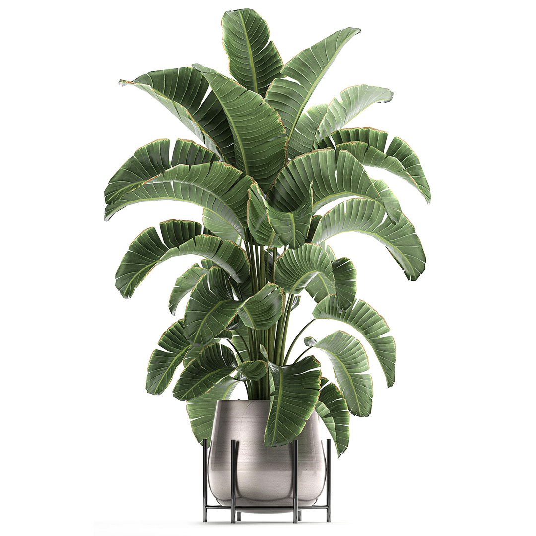 banana palm interior 3D model https://p.turbosquid.com/ts-thumb/Gw/uPkUPH/7tJ6AW9P/plants2611202005/jpg/1606480400/1920x1080/fit_q87/839d7ac92bc973c01c49c66a4f54bc7251572b91/plants2611202005.jpg