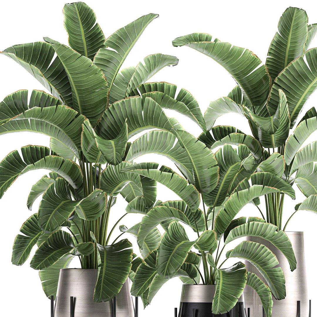banana palm interior 3D model https://p.turbosquid.com/ts-thumb/Gw/uPkUPH/Dty2fyxV/plants2611202002/jpg/1606480399/1920x1080/fit_q87/7b251d364ed659b1f7769abb9bb4b01632c39683/plants2611202002.jpg