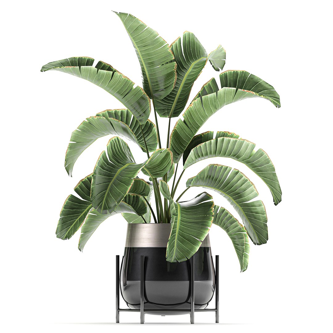 banana palm interior 3D model https://p.turbosquid.com/ts-thumb/Gw/uPkUPH/MPVnIvZi/plants2611202006/jpg/1606480400/1920x1080/fit_q87/2ec968effa1547e0773f3a2802afea927adadbf5/plants2611202006.jpg